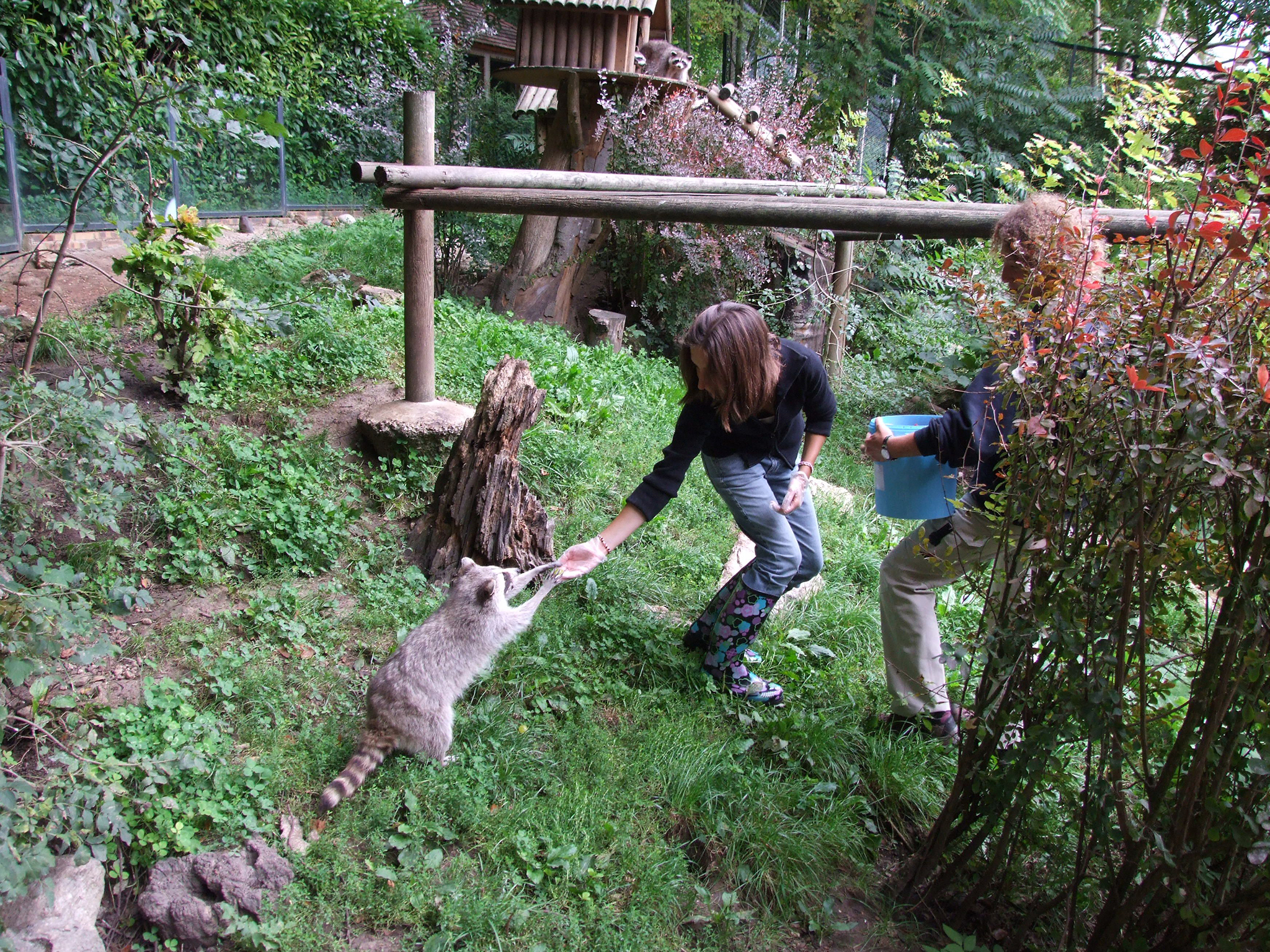 Aux juniors comme aux seniors, le parc donne à ses visiteurs la possibilité de devenir « soigneur d’un jour » . C’est la découverte des pensionnaires au plus près avec les soigneurs et préparation des repas des animaux (avec supplément) - DR : ZP Beauval Aux juniors comme aux seniors, le parc donne à ses visiteurs la possibilité de devenir « soigneur d’un jour » . C’est la découverte des pensionnaires au plus près avec les soigneurs et préparation des repas des animaux (avec supplément) - DR : ZP Beauval
