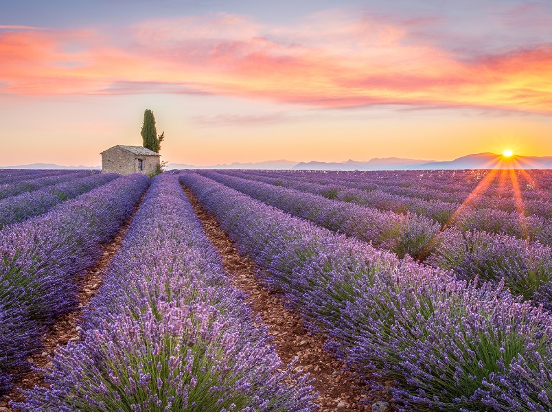 Le plateau de Valensole, en Provence, est l'un des sites touristiques les plus prisés par les voyageurs chinois en France - Photo : © ronnybas-Fotolia.com