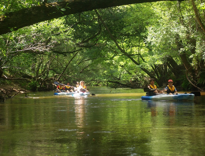 La Leyre se faufile sur près de 100 km, réunion de deux rivières nées dans les marais. Le cours d’eau glisse ensuite jusqu’au bassin d’Arcachon - DR : J.-F.R.