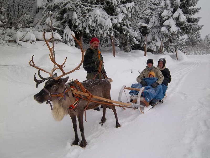 Partez sur les traces du Père Noël en traîneau à renne Photo: OT Kaysersberg Partez sur les traces du Père Noël en traîneau à renne Photo: OT Kaysersberg