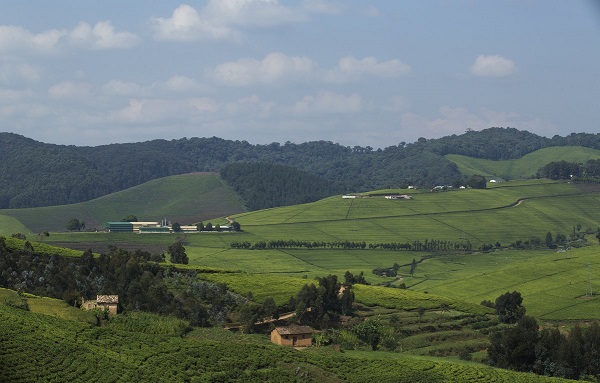 Surnommé le pays aux 1000 collines, le Rwanda tente d'attirer les touristes et développer l'économie locale - Crédit photo : Compte Twitter @RwandaGov