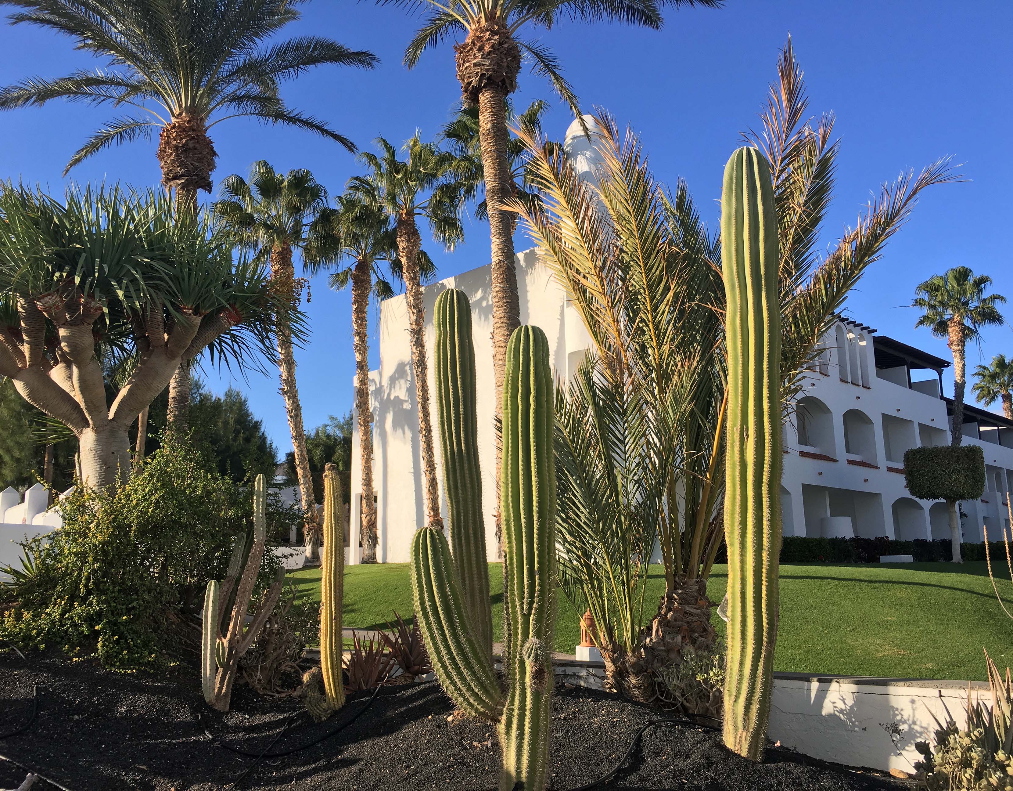 Les jardins du Jandia Princess © TourMaG