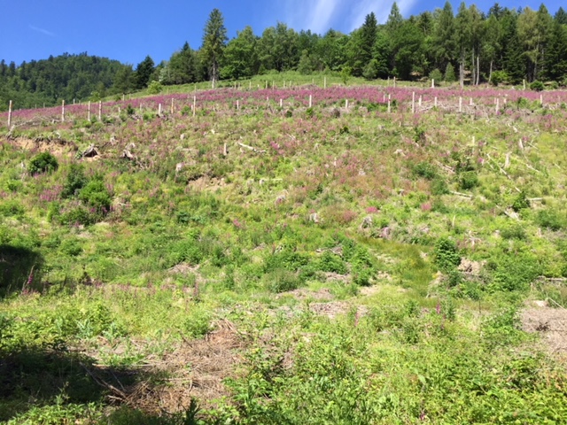 Le terrain acquis par Michel Jolidon sur lequel il va planter 6000 arbres - Photo Nouveaux Espaces