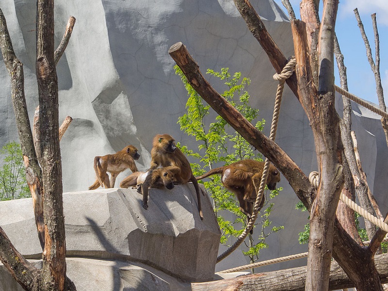 Les babouins du parc zoologique de Paris - DR wikicommons / Denis Bourez