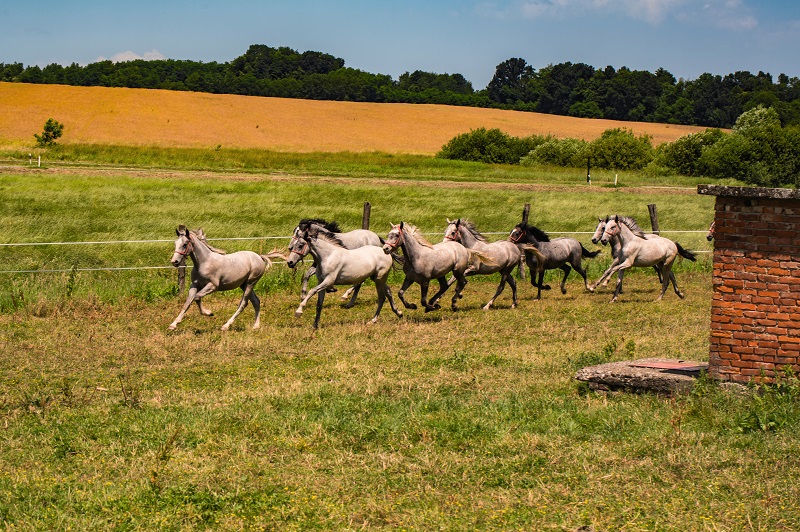 Cheveaux Lipizzans DR:  Ivo Biočina/ ONT Croatie