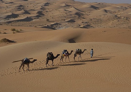 En Mauritanie 3 idées de voyage s'affichent sur le site dont une randonnée en chameaux de Chinguetti aux sources de Tergit - Photo Evaneos