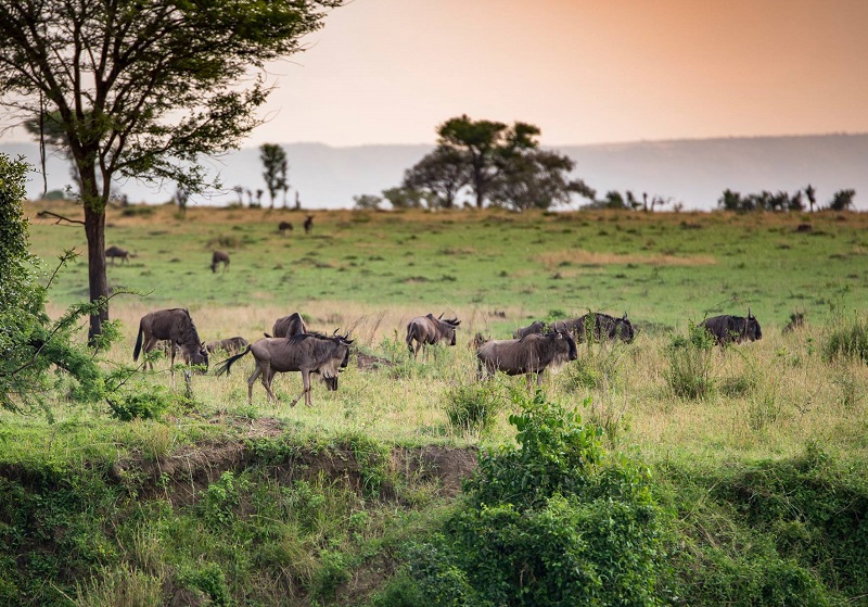 Toutes les espèces de l’Afrique de l’Est sont là, réunies sur les 100 000 km2 de parcs nationaux tanzaniens - Photo Tanganyika
