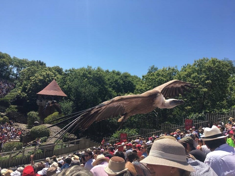 Le Bal des Oiseaux Fantômes, éblouissant ballet de rapaces dont certains fondent sur le public depuis une montgolfière - DR : A.B.