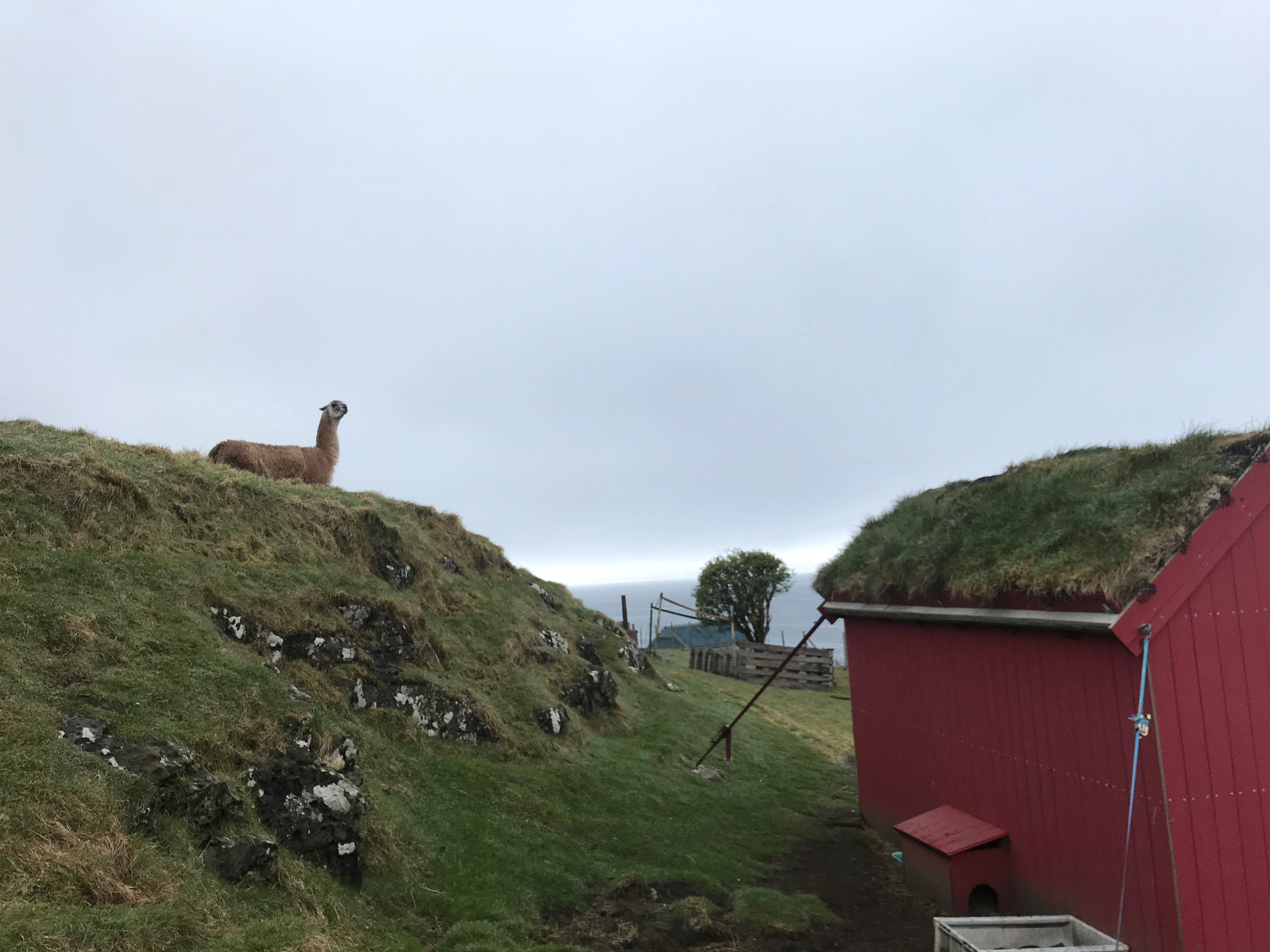 Sur l'île de Nólsoy, point de départ de randonnées magiques, vivent quelques dizaines d'habitants... et un lama ! © PG TM