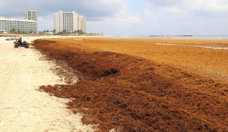 Photo publiée sur la page Facebook "Sargazo Quintana Roo" le 14 juin 2019. - DR Sargazo Quintana Roo Photo publiée sur la page Facebook "Sargazo Quintana Roo" le 14 juin 2019. - DR Sargazo Quintana Roo