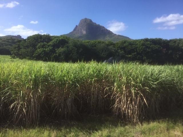 Maurice comprend un plateau central à près de 600 mètres d’altitude qui, comme l’Auvergne, est parsemé de cratères volcaniques éteints - DR : J.-P.C.