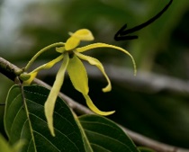 La fleur d'Ylang - DR