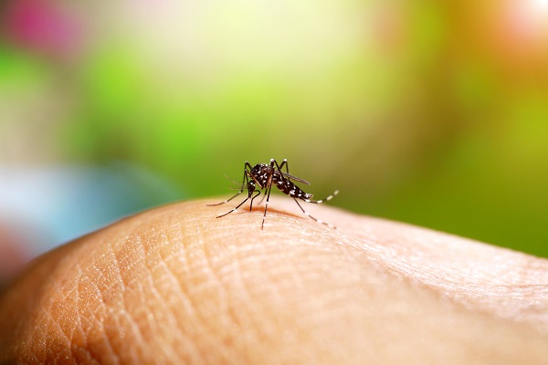 Le plus souvent bénigne bien qu’invalidant, la maladie ne possède pas de traitement réel, si ce n'est symptomatique (dengue) - Crédit photo : Depositphotos @	Noppharat_th