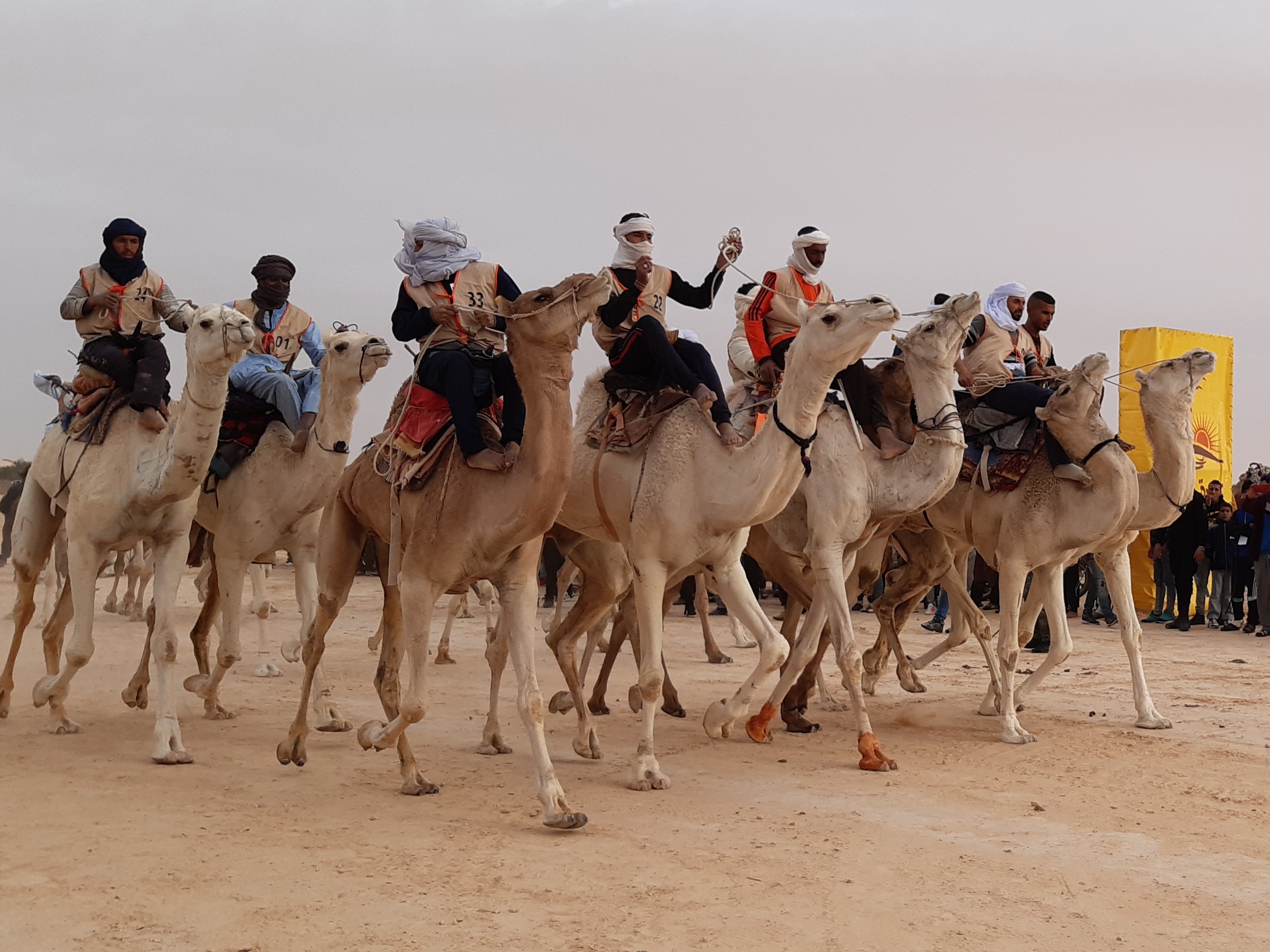 Top départ pour l'une des courses de chameaux. Ils ne se feront aucun cadeau - DR : M.S. Top départ pour l'une des courses de chameaux. Ils ne se feront aucun cadeau - DR : M.S.