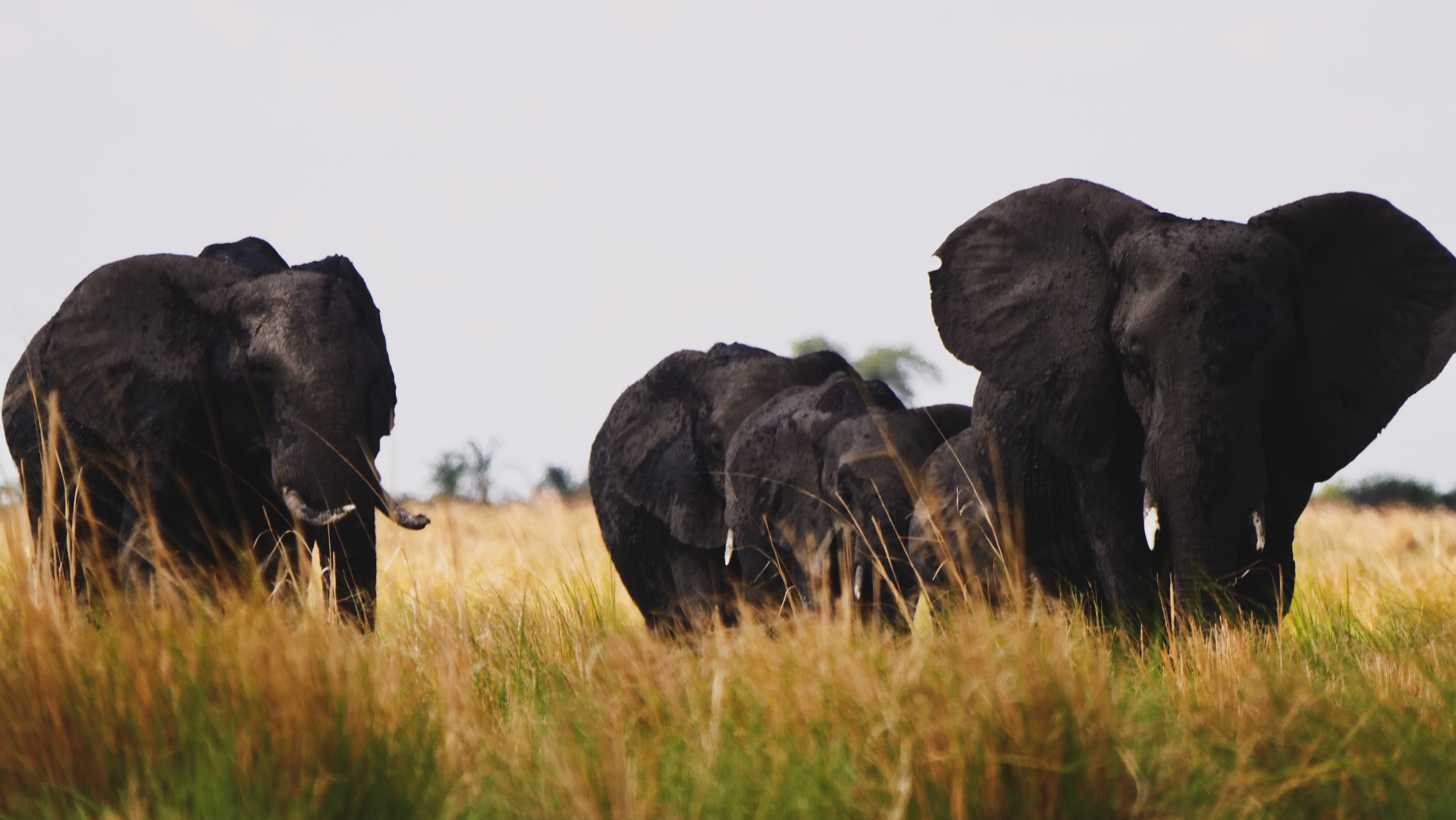 Le parc Chobe, royaume des éléphants © Laurie Medina