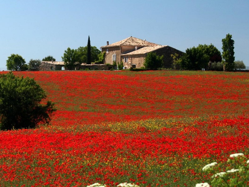 Le Couchant à Valensole propose des séjours bien-être avec une aromathérapeute - naturopathe - crédit photo : Gîtes de France