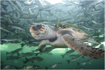 Tortue Caouanne - Crédit Photo : Espace mer et littoral