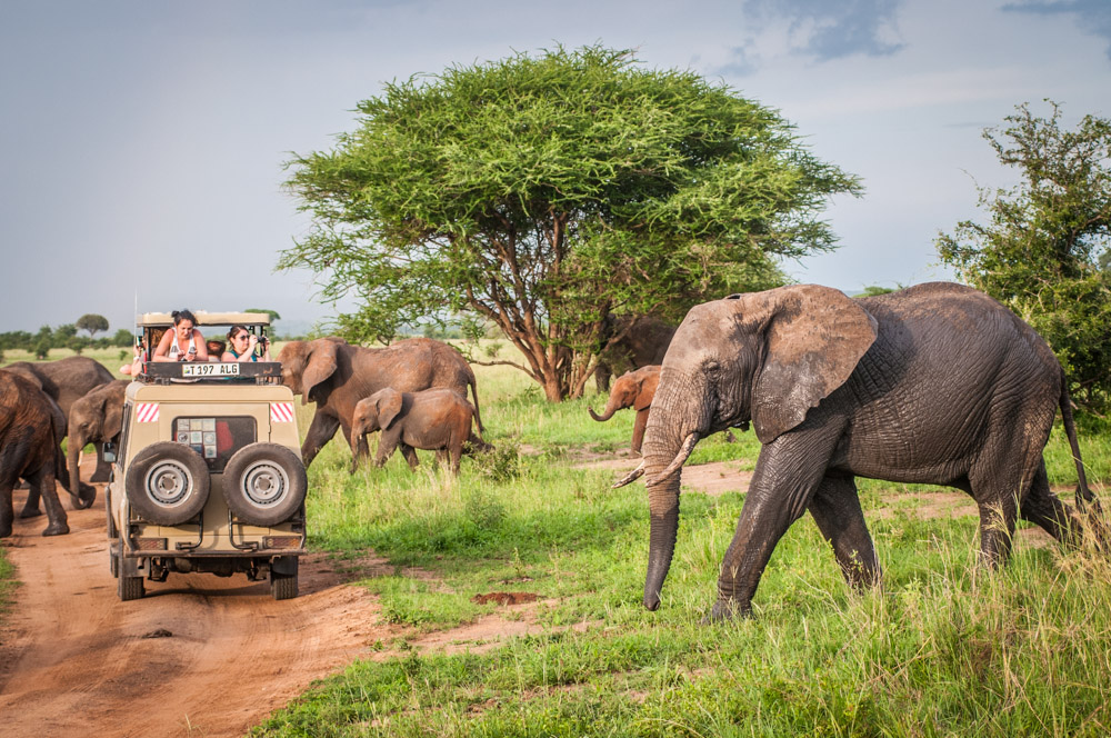 Savanna Tours : L’expertise est la valeur ajoutée que n’a pas une page internet ou Facebook. - Photo Savanna Tours