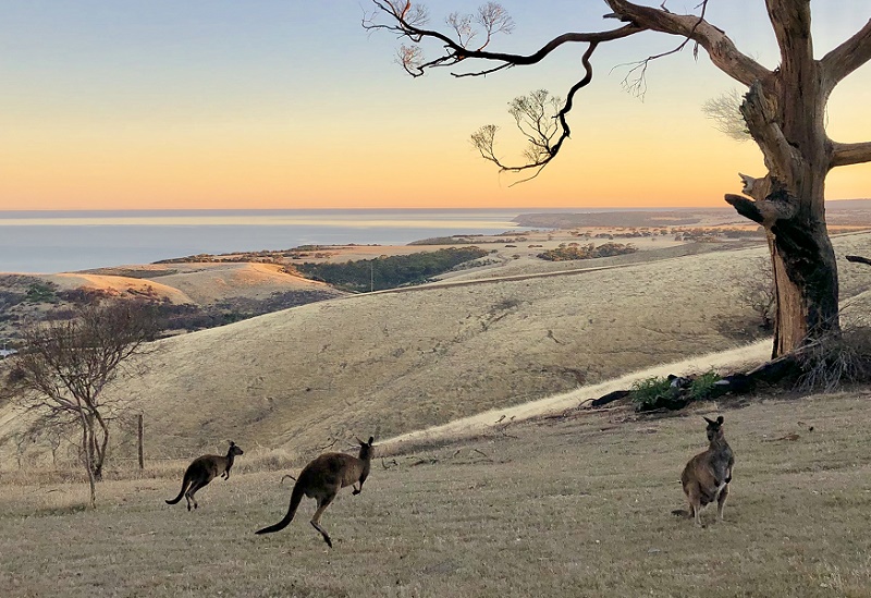 Après les incendies dévastateurs ayant tué des milliers d'animaux, la faune australienne retrouve un peu de répit - Crédit photo : Sébastien Cros