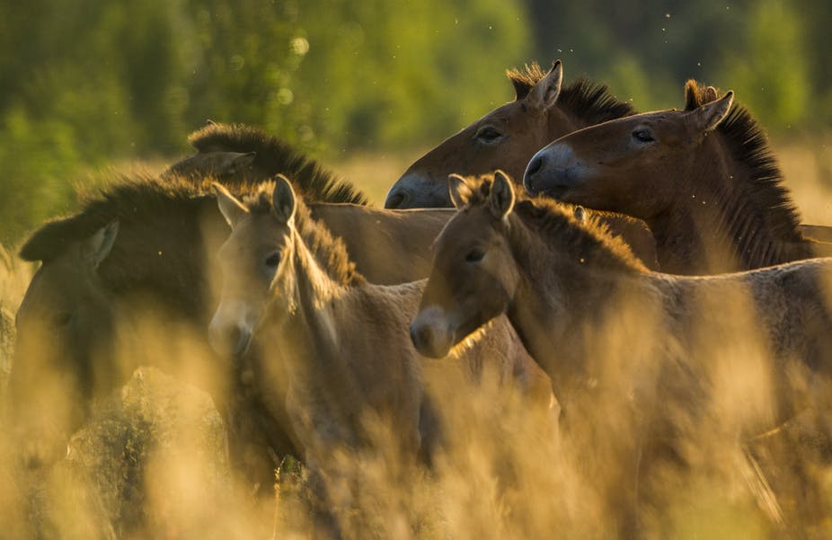 Troupeau de chevaux de Przewalski dans la zone d’exclusion de Tchernobyl. Septembre 2016. Luke Massey (www.lmasseyimages.com), Author provided