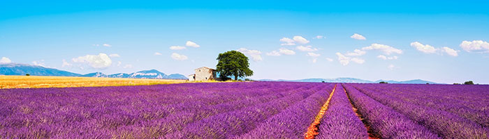 Image utilisée sous licence de Shutterstock.com / Provence