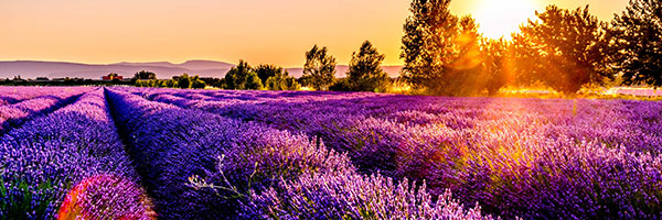 Champ de lavande / Leaonard Cotte Champ de lavande / Leaonard Cotte