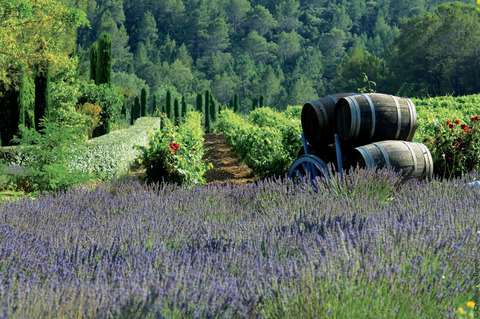 Vignobles et lavande  au Château de Berne à Flaysac. VisitVar.