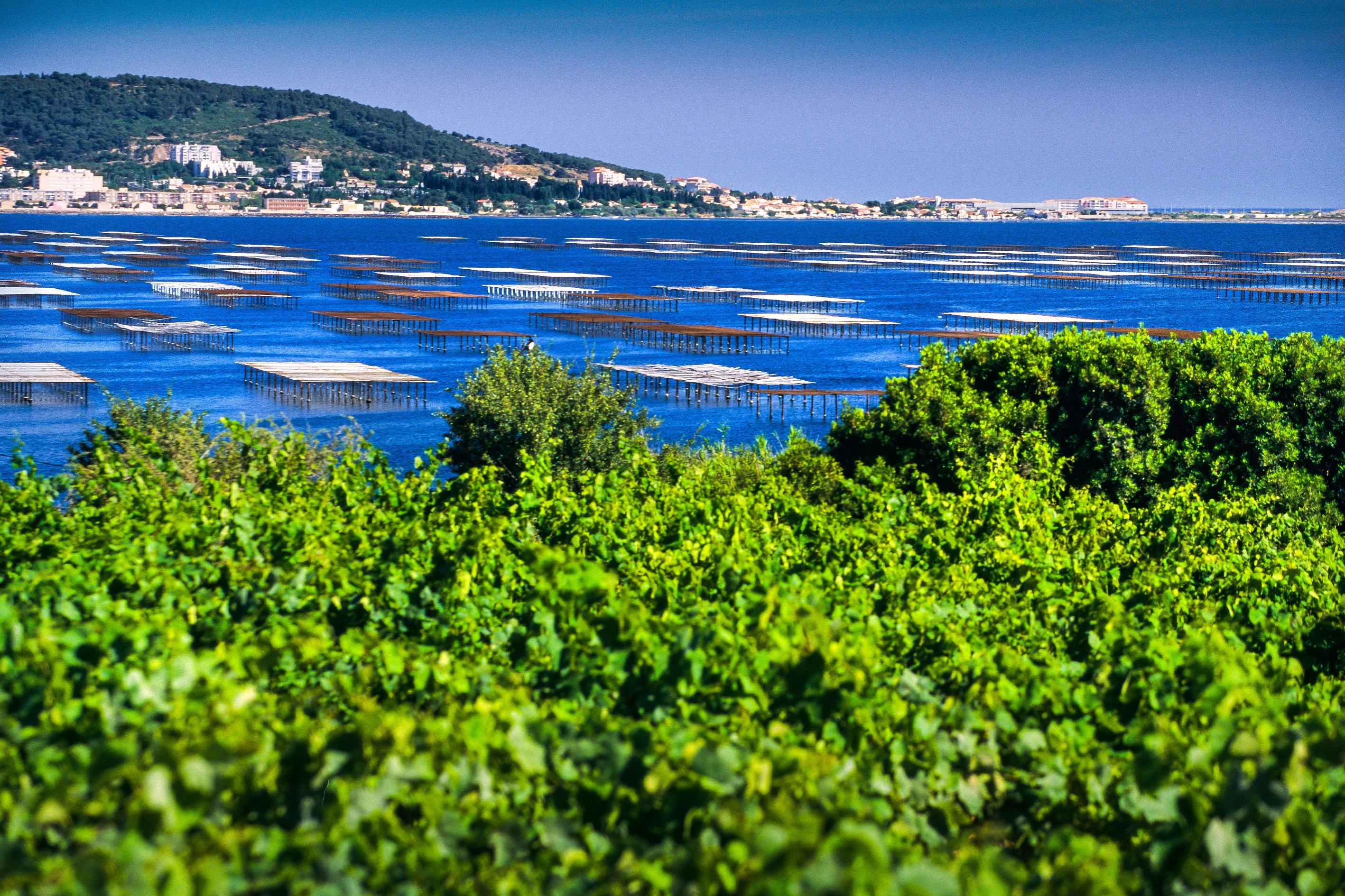 L'étang de Thau 800 exploitations assurent l’élevage des huîtres et des moules de Bouzigues. G. Deschamps. CRT Occitanie.