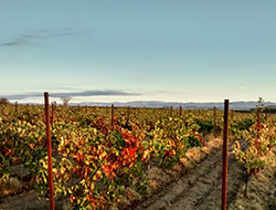 Vignoble de la région  de St chinian DR guidesud