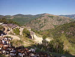 Sortie des chèvres @La ferme des Cévennes