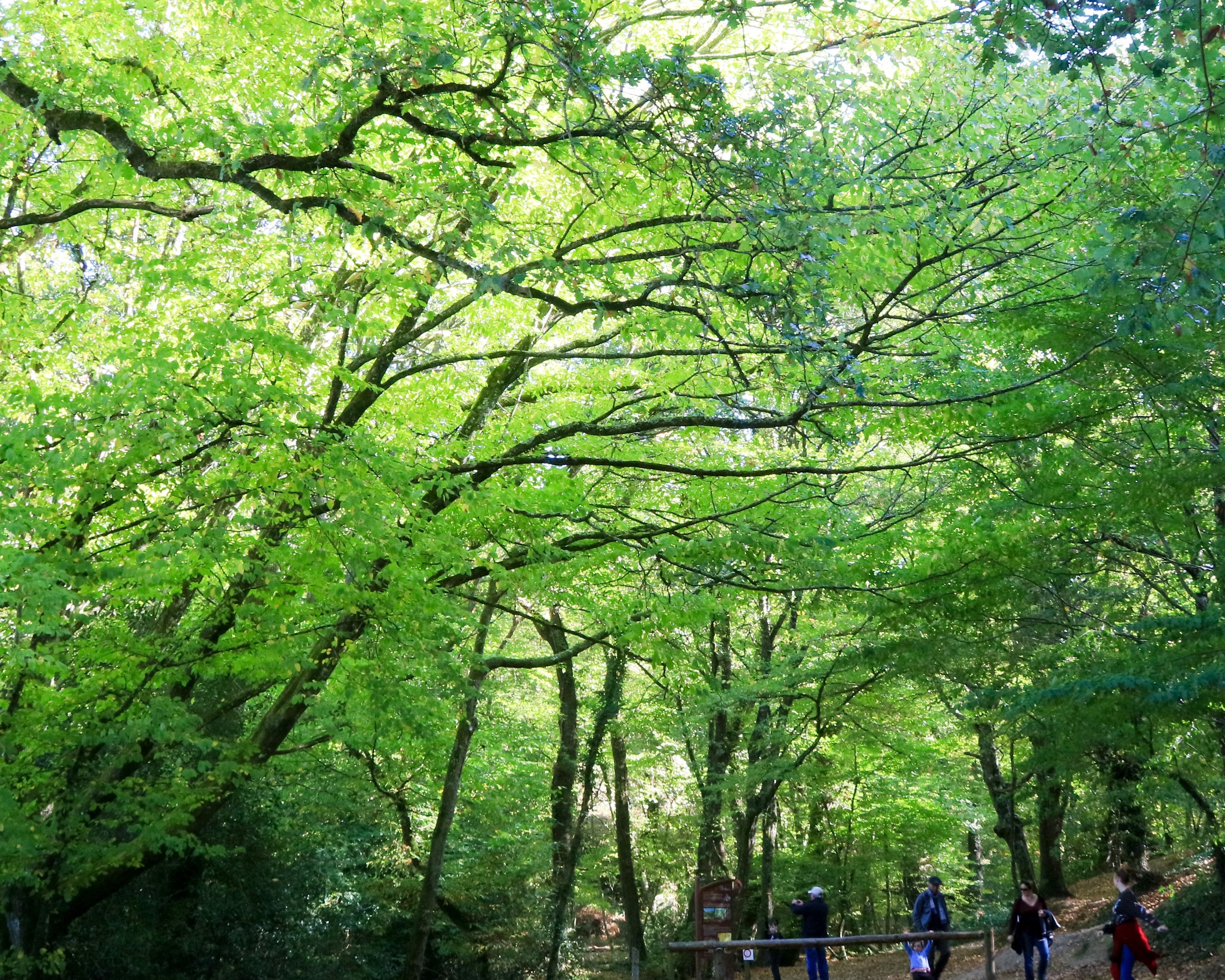 Sentier en forêt de Brocéliande. loïc Kersuzan. Morbihan Tourisme.