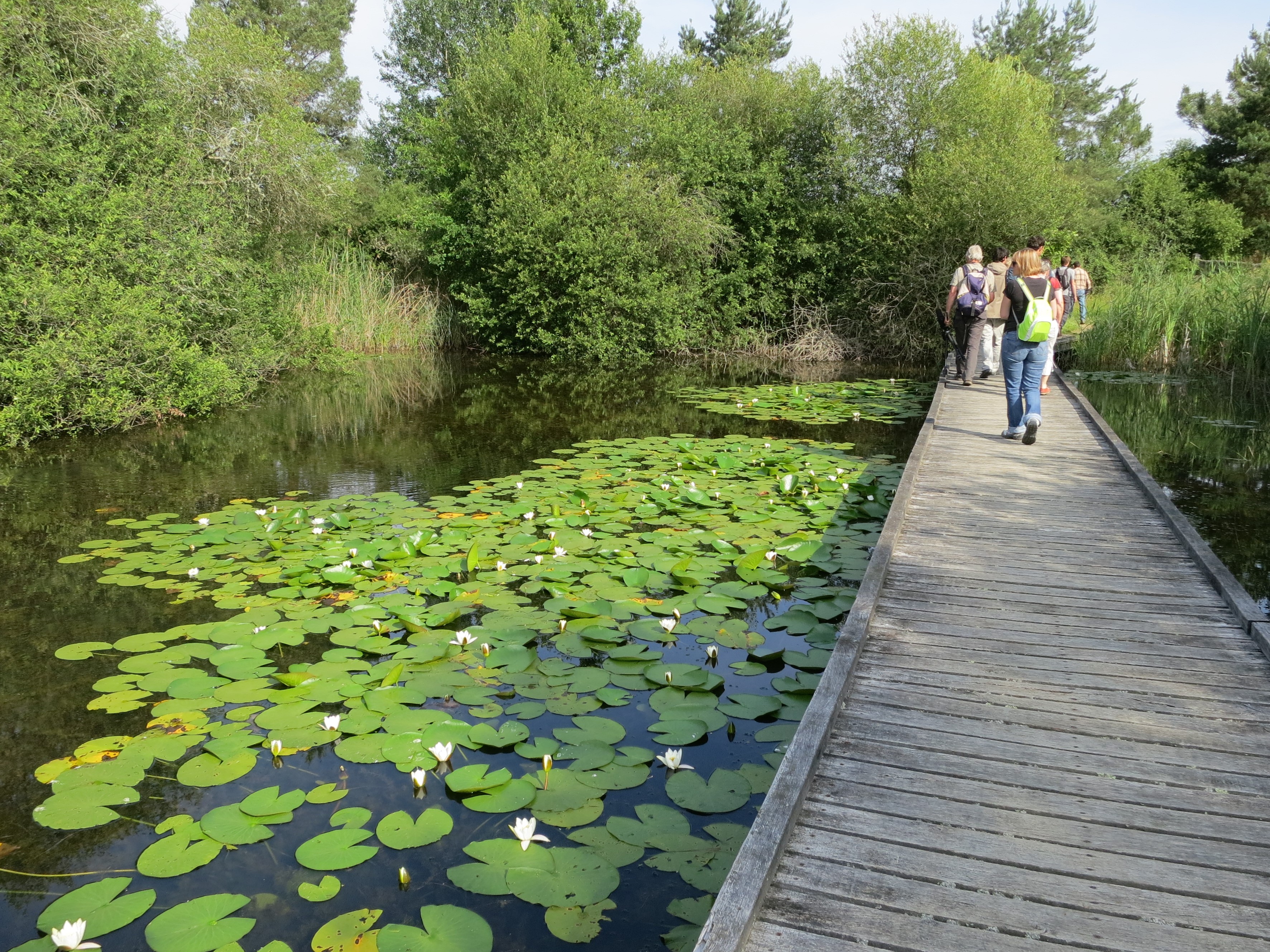 Ponton en Brenne menant à l'observatoire de l'étang Cistude - DR : Julie Percher, CRT Centre-Val de Loire