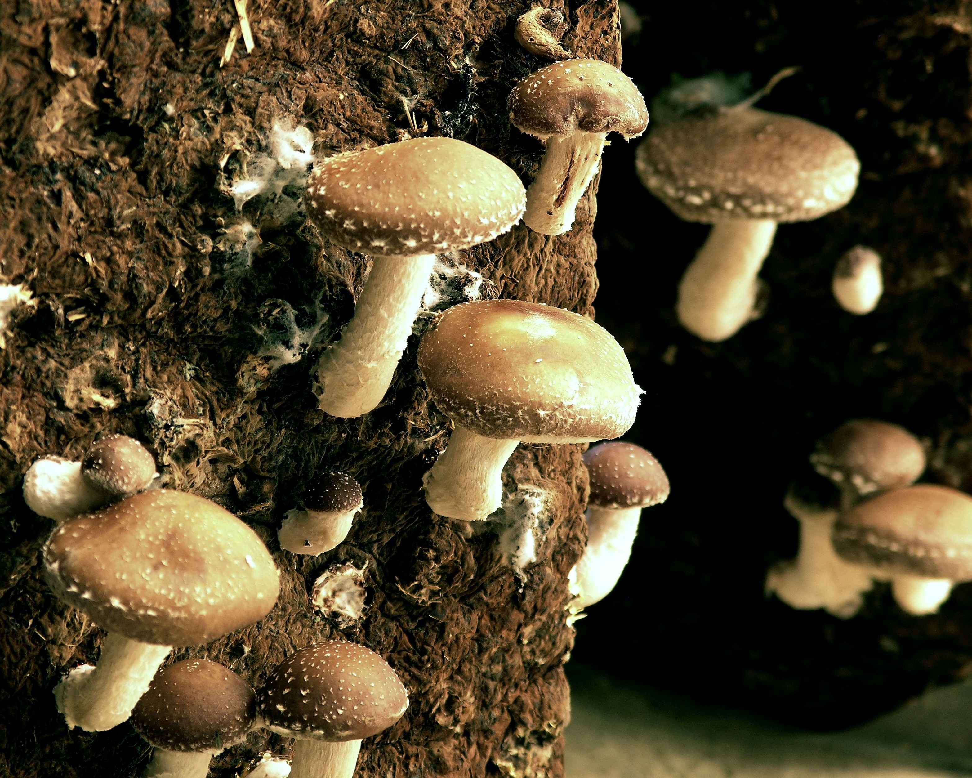 Culture du champignon shiitaké à la cave champignonière des Roches - DR : C.Lazi, CRT Centre-Val de Loire
