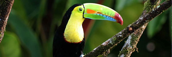 Mon Voyage au Costa Rica Mon Voyage au Costa Rica