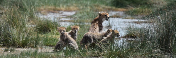 SAVANNA TOURS & SAFARIS, Réceptif Tanzanie SAVANNA TOURS & SAFARIS, Réceptif Tanzanie