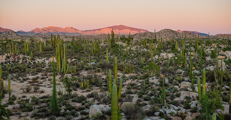 © Adobe - Basse Californie