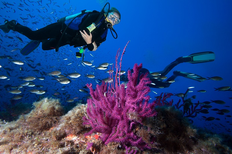 Passer un baptême ou brevet de plongée dans un des 60 centres de plongée de l’île et évoluer en profondeur dans des spots préservés à la découverte d’une faune et d’une flore exceptionnelles. © frantisek hojdysz_plongee