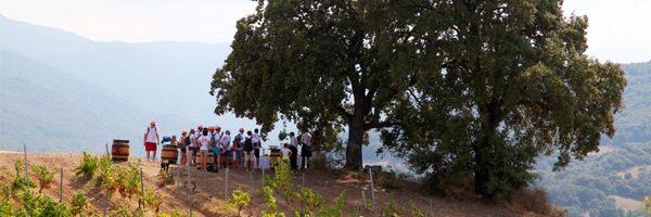 Dégustation privative au cœur d’un domaine viticole  / © CORSE INCENTIVE