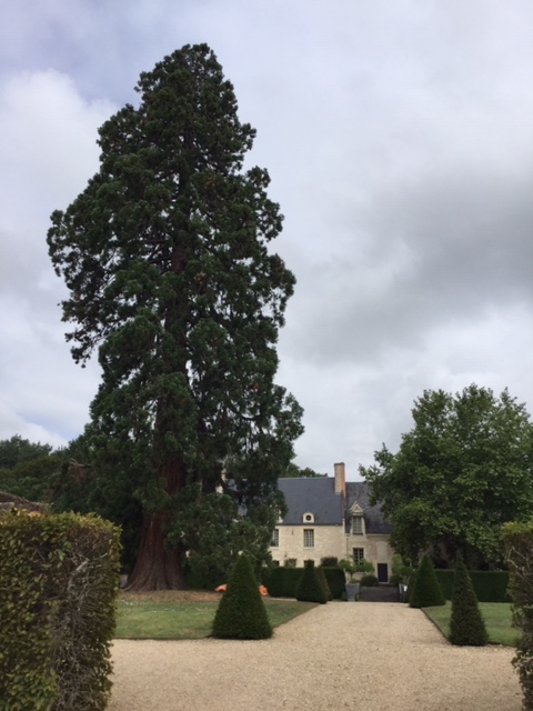 Devant le manoir de Poulaines, un séquoia giganteum plus que centenaire - DR : J.-P.C.