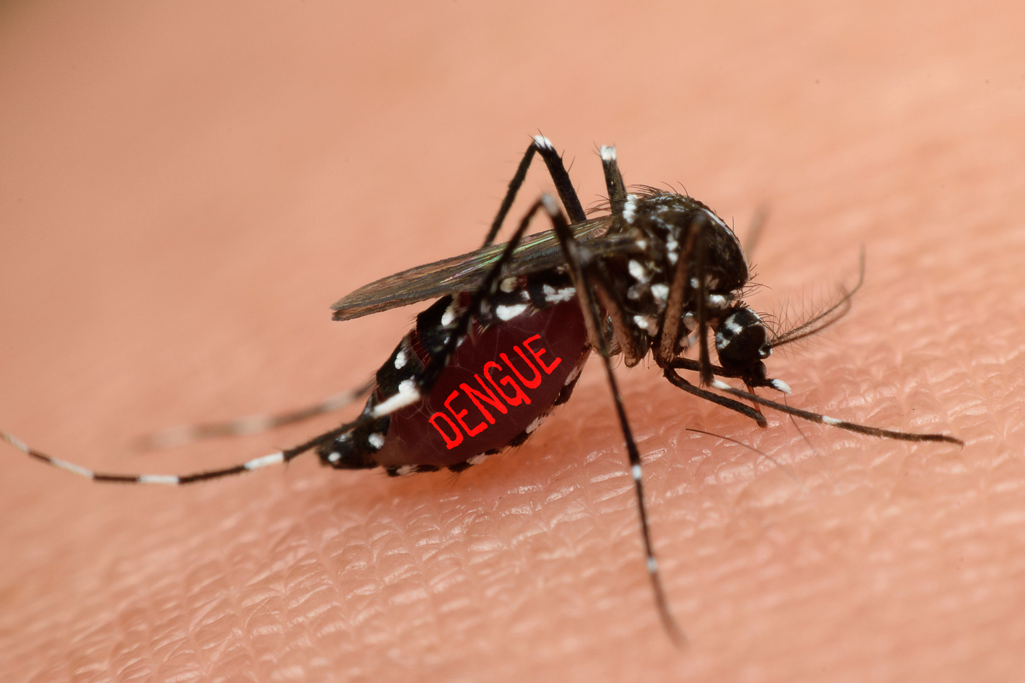 Les maladies virales transmises par les moustiques Aedes – comme la dengue, le Zika, le chikungunya et la fièvre jaune – sont elles aussi concernées /crédit DepositPhoto