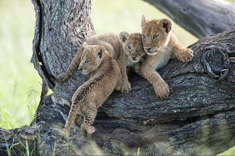 Karibu Tanzania ! Bienvenue en Tanzanie !