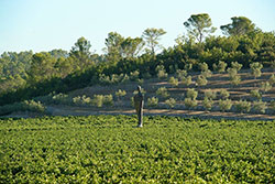 © Coeur du Var Tourisme / OL