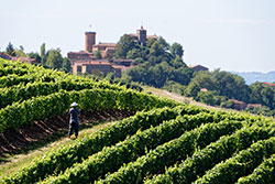 Vignoble du Beaujolais, autour d'Oingt (69), © P. Muradian/ Auvergne-Rhône-Alpes Tourisme