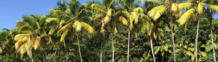 © SDessons-adnamazonia / Sur les traces de « Papillon »