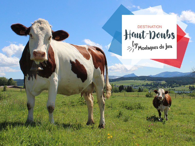 Nos vaches de race Montbéliarde dans les alpages - ©Cyrielle Viey