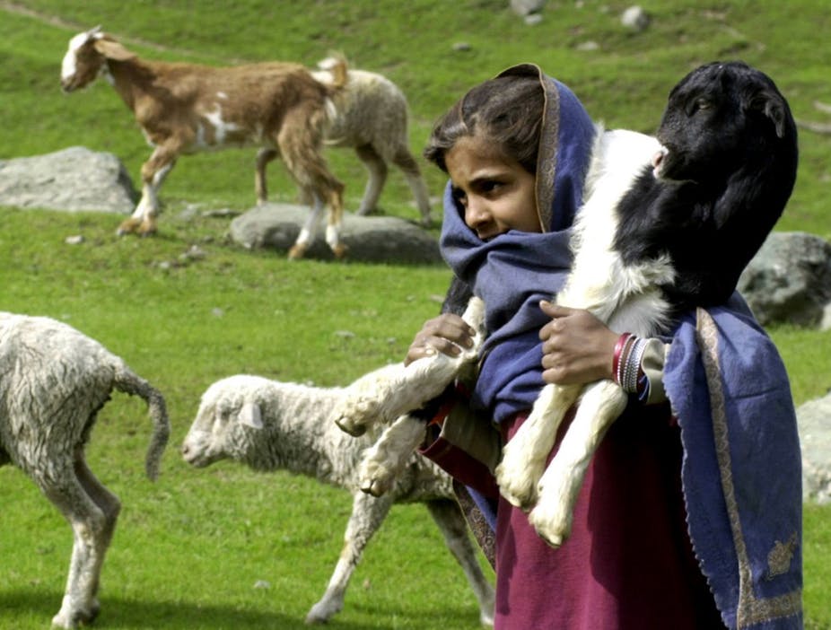 La laine de cachemire était produite à l’origine, au XVe siècle, dans la région du sous-continent indien du même nom. Sajjad Hussain / AFP