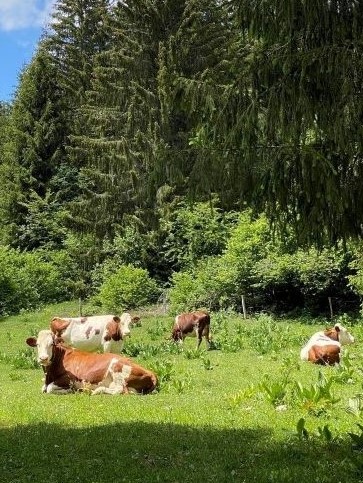 Vaches Montbéliardes dans les pâturages - Photo : Maud Humbert /Bourgogne-Franche-Comté Tourisme