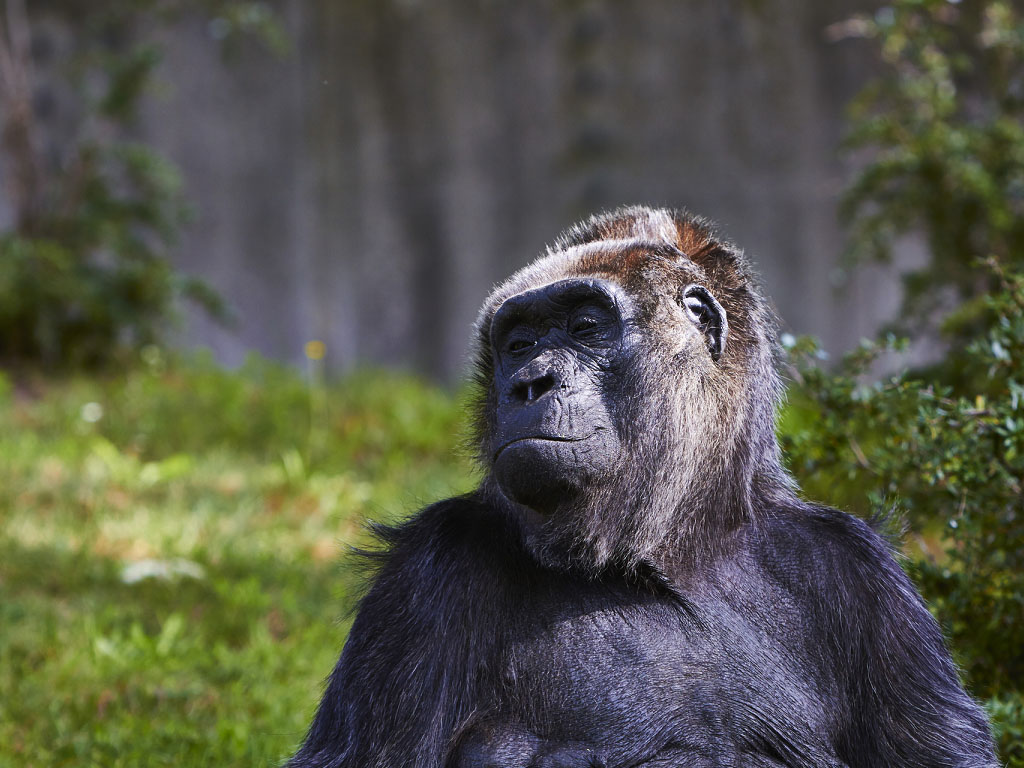 En France, l’introduction de la sensibilité animale dans le code civil en 2015 représentait aussi un événement législatif majeur - Depositphotos.com kmizina