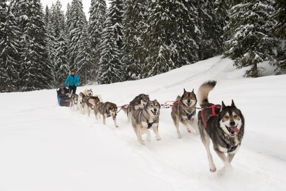 Chiens de traineaux - Photo Sophie Tissot & Thomas Carrages, Sentiers Nordiques.