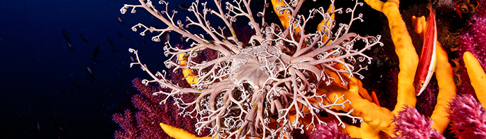 Bonifacio - sous-marine - © Eric Volto Bonifacio - sous-marine - © Eric Volto